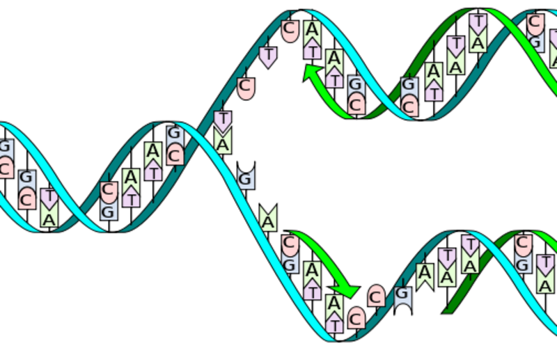 dna replication split horizontal svg edited dna replication split horizontal